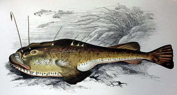 Illustration: Angler fish- from Couch 1877