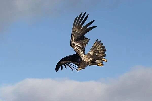 Immature Bald Eagle in flight. Homer Alaska
