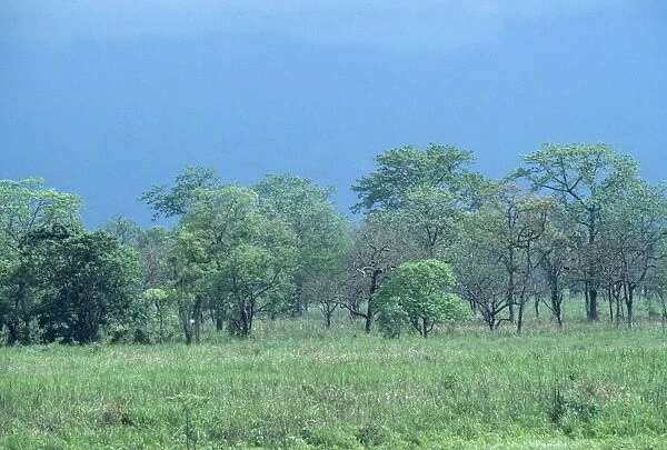 India - Manas Tiger Reserve, Monsoon cloud