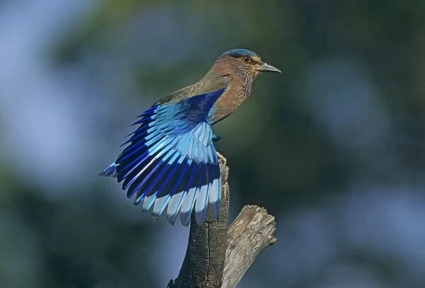 Indian Roller stretching wings, Corbett National Park, India