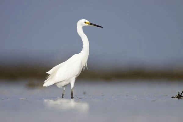 Intermediate Egret - wading in shallow sea water - Queensland - Australia