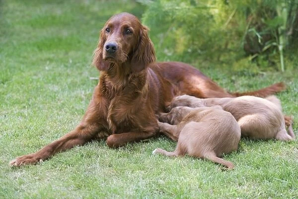 Irish  /  Red Setter - adult with two puppies suckling