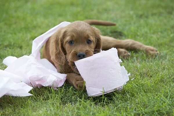 Irish  /  Red Setter - puppy playing with toilet roll