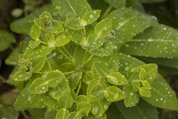 Irish spurge (Euphorbia hyberna). Rare in SW England and Eire