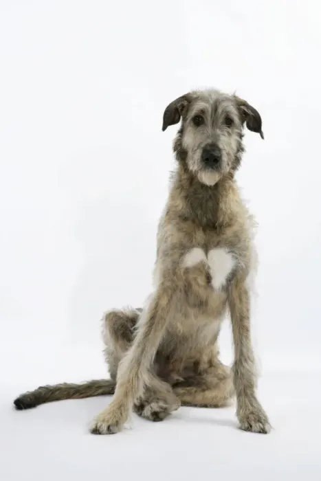 Framed Print : Irish Wolfhound JD-18778 Print by Ardea Framed Print : Irish Wolfhound JD-18778 Print by Ardea
