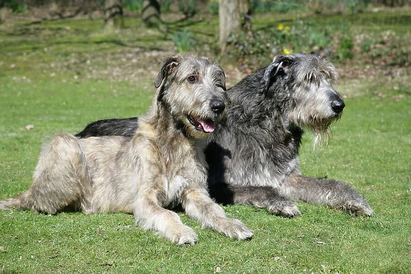 Irish Wolfhounds lying in the garden
