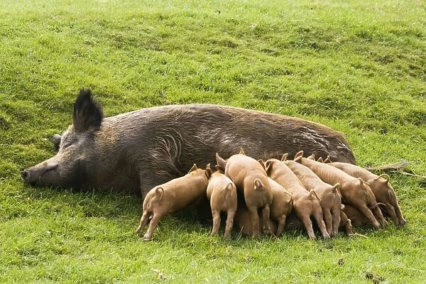 Iron Age Pig - with large litter of suckling piglets. Rare Breed Trust Cotswold Farm Park Temple Guiting near Stow on the Wold UK. Not a true breed they are a reconstruction of how the animals once looked created in the early 1970's by crossing
