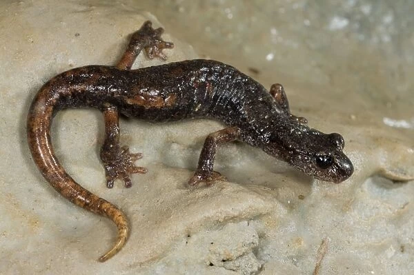 Italian Cave Salamander - Central Italy