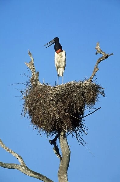 Jabiru Stork - on nest Tropical America: Brazil, Panatanal