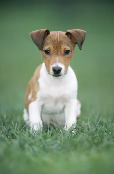 Jack Russel Terrier Dog Puppy