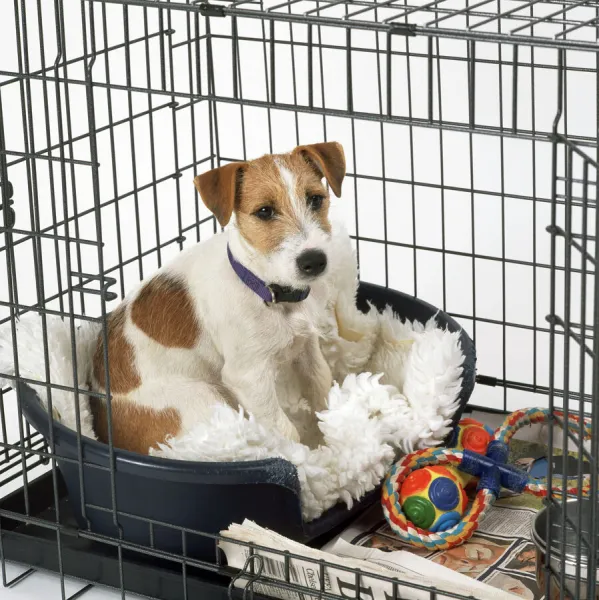 Jack Russell Terrier Dog - in cage