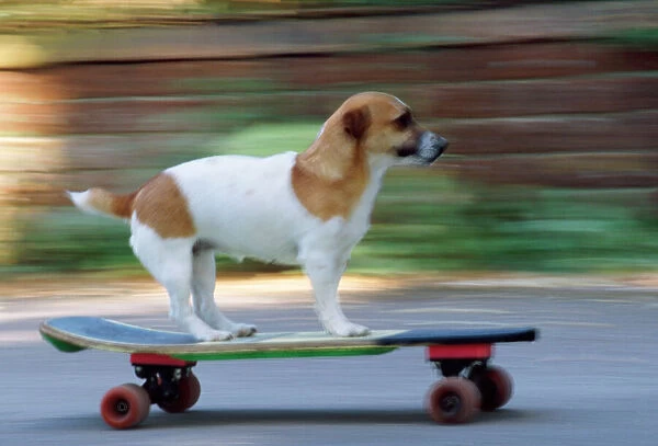 Jack Russell Terrier Dog - on skateboard