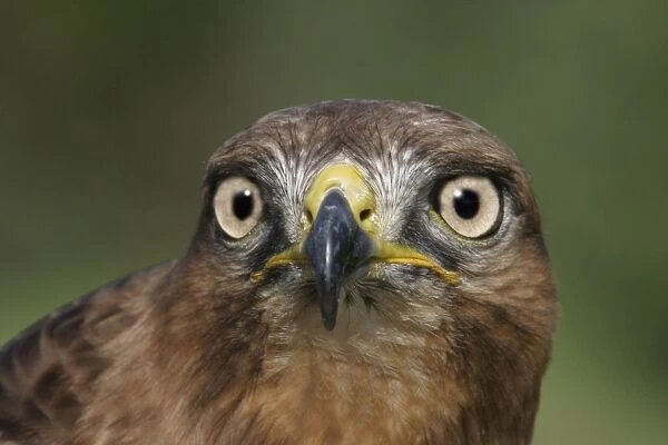 Jackal buzzard - close-up of face showing beak. South Africa