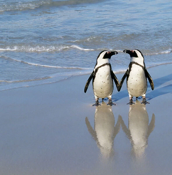 Jackass Penguin - pair holding hands