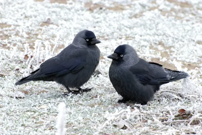 Framed Print : Jackdaws in the Frost Print, Corvus monedula Framed Print : Jackdaws in the Frost Print, Corvus monedula