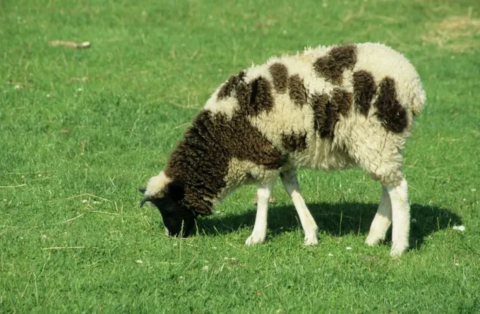 Framed Print : Jacob's Sheep Print Framed Print : Jacob's Sheep Print