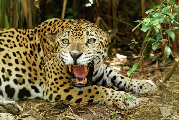 Framed Print : Jaguar Belize Print Framed Print : Jaguar Belize Print