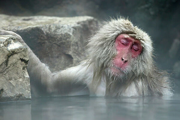Japanese Macaque Monkey  /  Snow Monkey Relaxing amidst the steam of a hot spring Japan