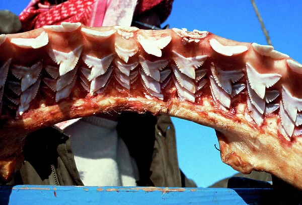 Jaw of a 4 metre tiger shark, replaceable teeth in 9 rows Egypt Red Sea