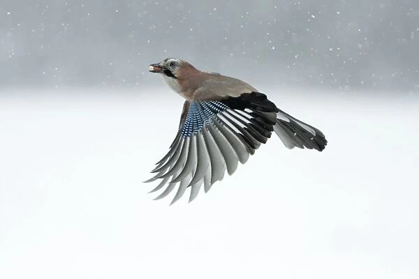 Jay - in flight with food in beak - Lower Saxony, Germany