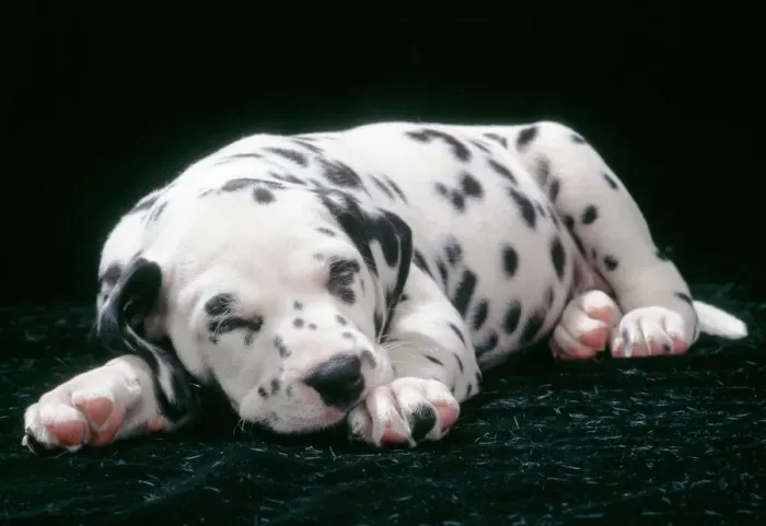 Framed Print : Dalmatian Puppy Print Framed Print : Dalmatian Puppy Print