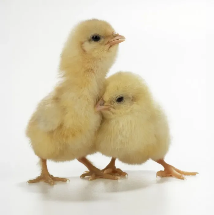 Framed Print : Studio Photograph of Two Chicks Print