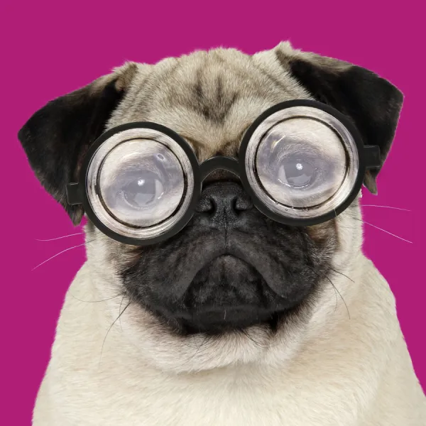 JD-19271. DOG Fawn pug wearing thick lens glasses Date