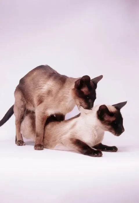 Framed Print : Siamese Cat Mating Print Framed Print : Siamese Cat Mating Print