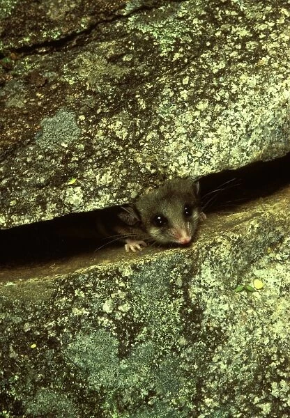 JPF02735. AUS-1429. Mountain pygmy-possum (Burramys parvus) lives in rocks above tree line