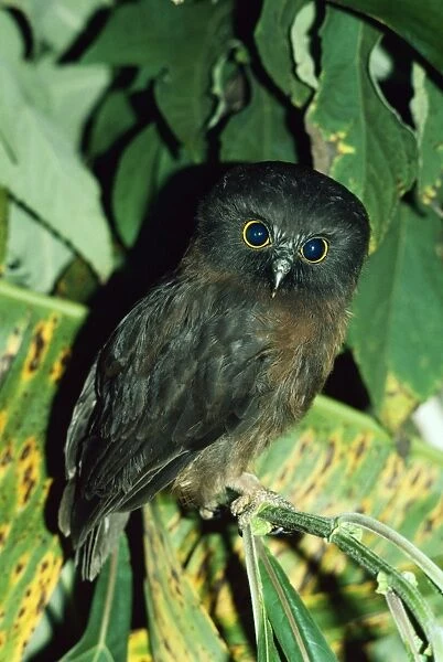 Jungle-Hawk Owl DH 355 Ninox theomacha © Don Hadden  /  ARDEA LONDON