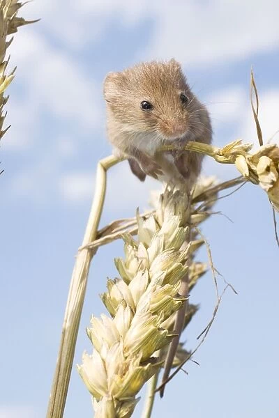 Juvenile Harvest Mouse on wheat stalk. UK