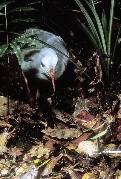 Kagu (Rhynochetos jubatus) hen approaching egg, New Caledonia, endemic to rainforests of New Caledonia JPF50737