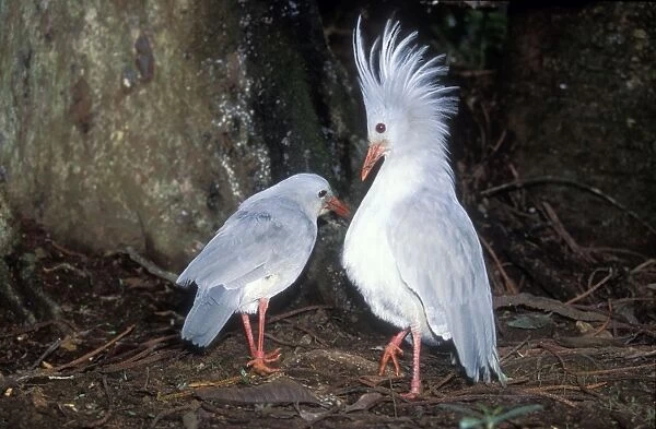 Kagu (Rhynochetus jubatus) territorial display: when two Kagu meet, even members of a pair, the male raises its crest, the female sometimes also. If another male enters the territory, a fight may occur, New Caledonia, rainforests of New Caledonia