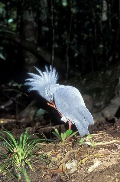 Kagu - Scratching face - New Caledonia, endemic to rainforests of New Caledonia JPF45428