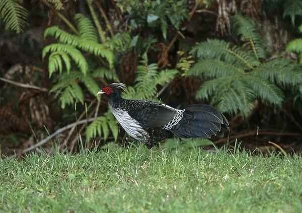 Kalij Pheasant - Introduced Species Kaua'i Island, Hawaaii BI006913