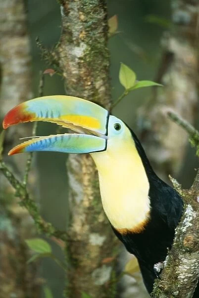 Keel Billed Toucan Perched in tree