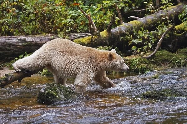 Kermode  /  Spirit Bear - hunting for Salmon. The Tsimshian of northern British Columbia believed that the Kermode bear, a black bear in a white coat, very rare, was lived in by a spirit of a terrible power Island Princess Royal