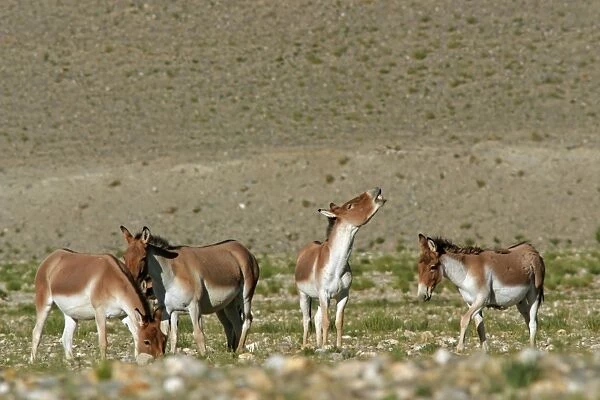 Kiang  /  Tibetan Wild Ass - females with rutting male showing flehman - Ladakh - India