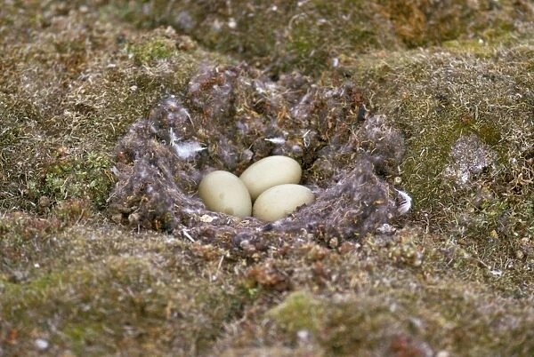 King Eider Duck - eggs in nest - Victoria Island - Northwest Territories -Canada