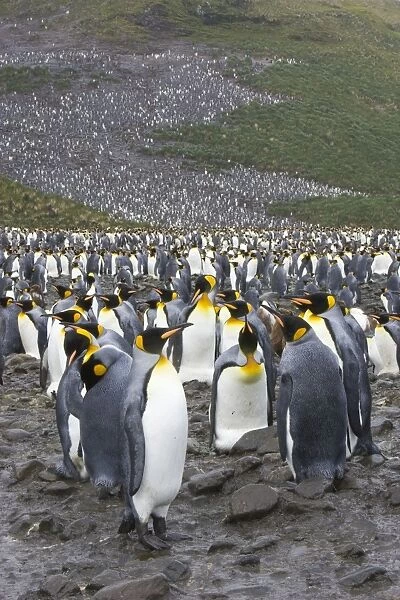King Penguin - colony. Salisbury Plain, South Georgia