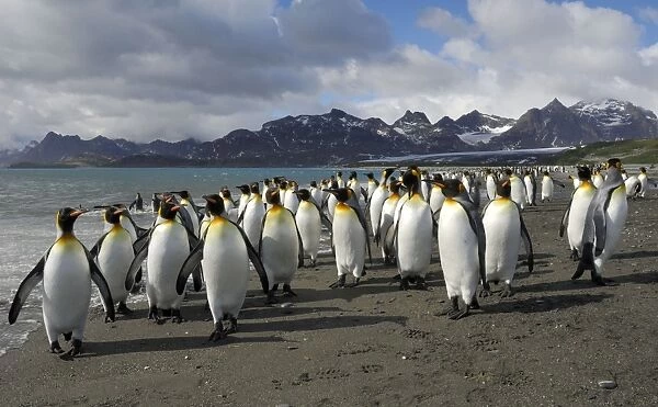 King Penguin colony - South Georgia - Salisbury Plain - Antarctica