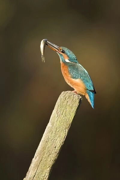 Kingfisher Adult female adjusting minnow in its bill ready to swallow. River Leven, Cleveland. UK