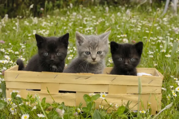 Framed Print : Cat - Kittens in Box Print Framed Print : Cat - Kittens in Box Print