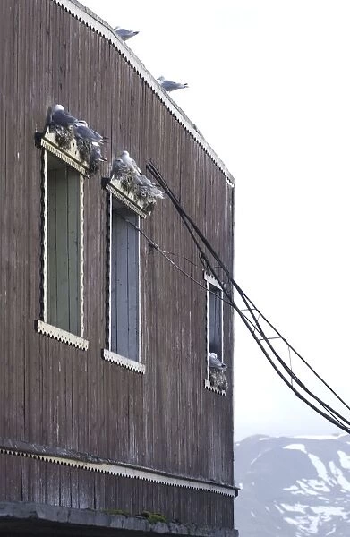 Kittiwakes Nesting on window ledges Spitzbergen