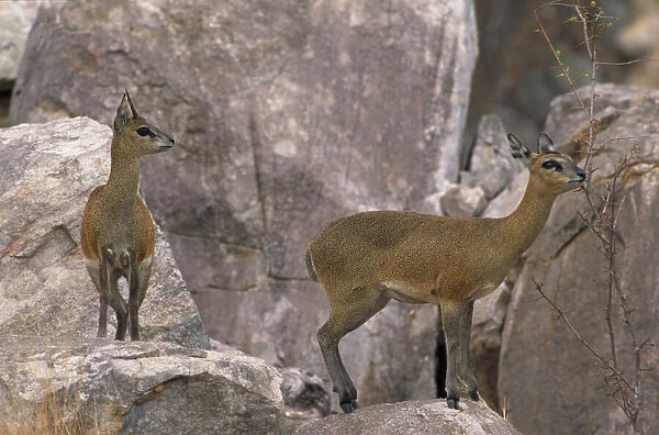 Klipspringer - Standing on rocks. Zimbabwe, Africa