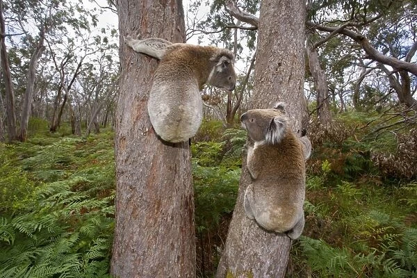 Koala - widenangle shot of two male Koalas clinging to two seperate trees having a discussion about territory borders and females. Bellows, grunts and screams are uttered to demonstrate dominance - Otway National Park, Victoria, Australia