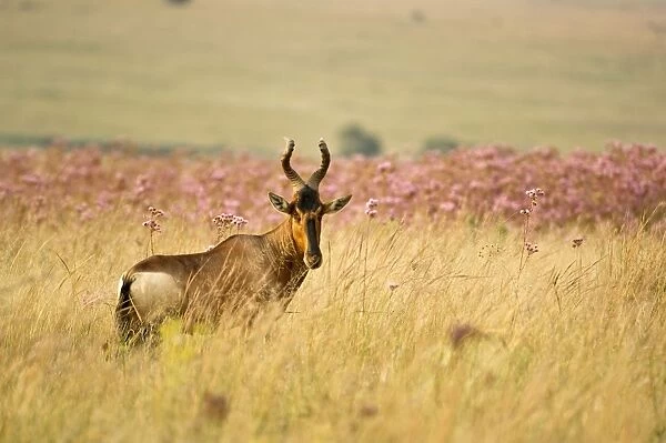 Kongoni  /  Red Hartebeest - South Africa