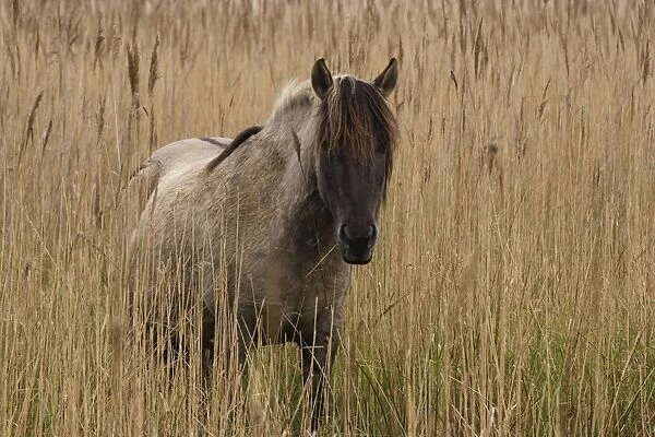 Konik Pony - In long grass -Norfolk Broads National Park-Norfolk-England- Breed originated in ancient lowland farm areas in Poland- Konik means small horse in Polish-Direct descendant of the wild European forest horse or Tarpan that once roamed