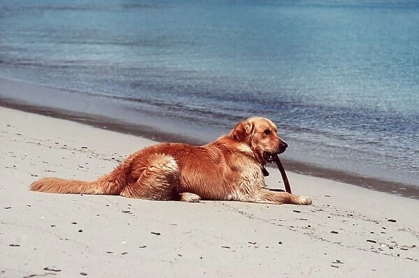 Labrador On beach