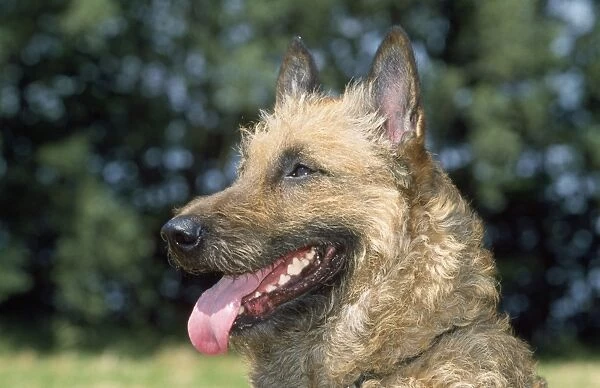 Laekenois  /  Belgian Shepherd Dog